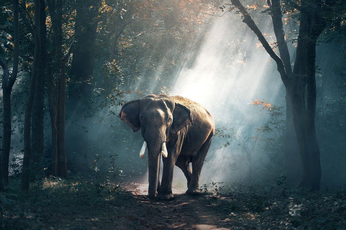 De bosolifant wordt ernstig bedreigd: nieuwe wetenschappelijk telmethode moet de diersoort helpen