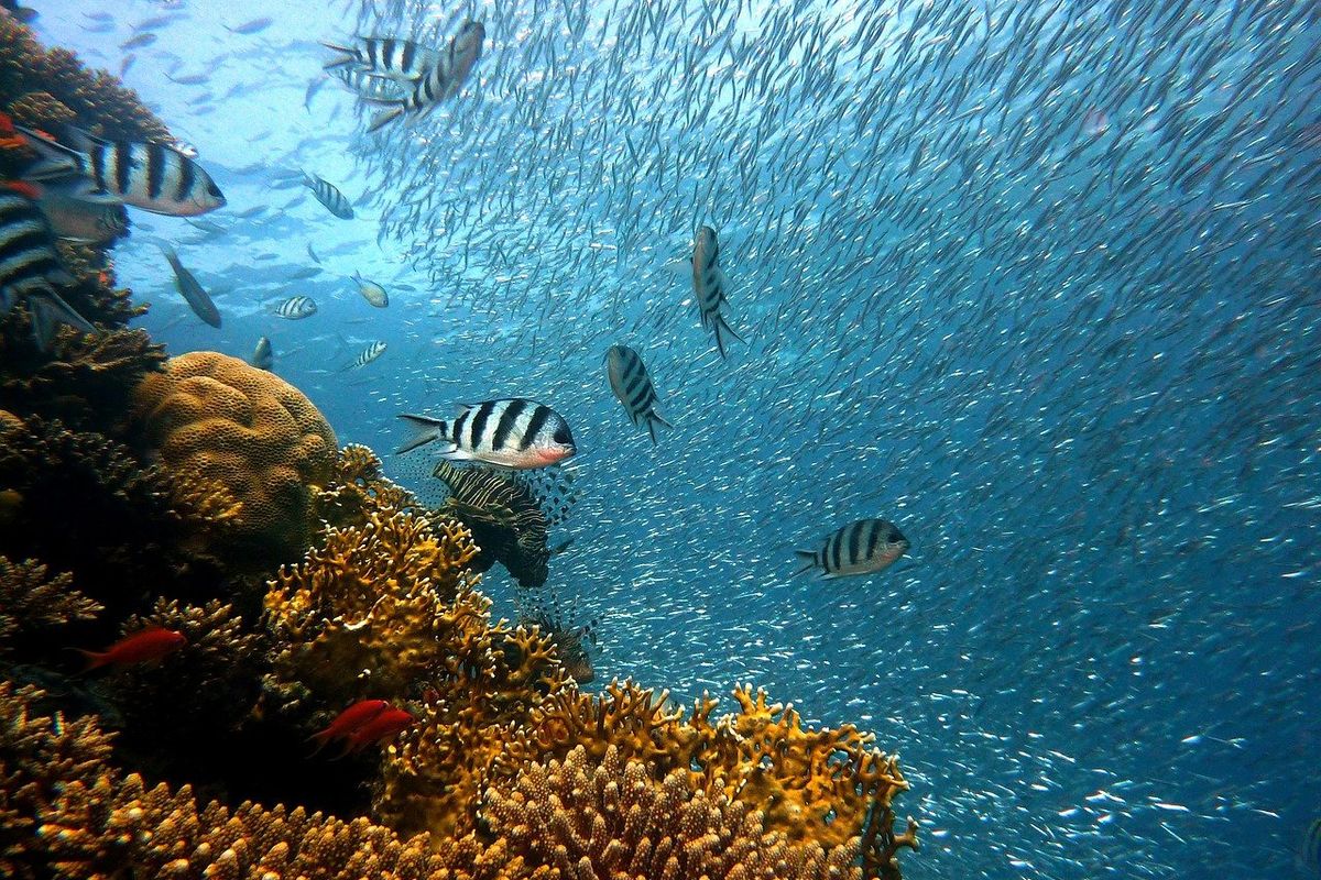 Klimaatverandering heeft andere invloed op diepzeekoraal dan sponzen