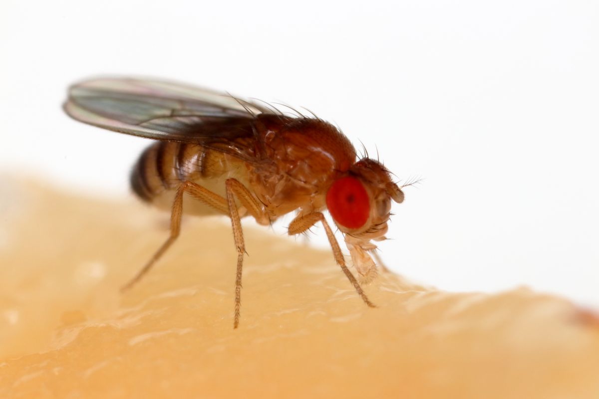 Fruitvlieg legt giga-afstanden af als hij honger heeft