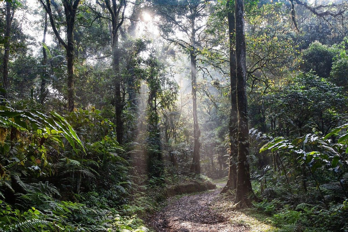 Tropisch regenwoud in Centraal-Afrika loopt in verhouding meer gevaar door de opwarming van de aarde