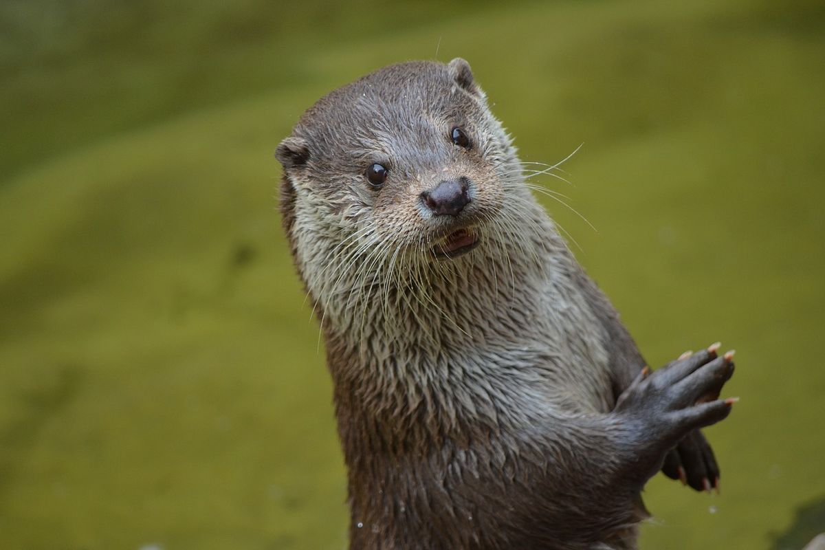 Vegetarische otter in Nederland gespot