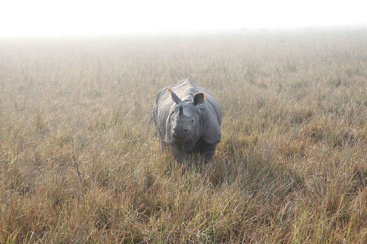 Neushoornpopulatie Nepal groeit flink door intensief conservatieprogramma