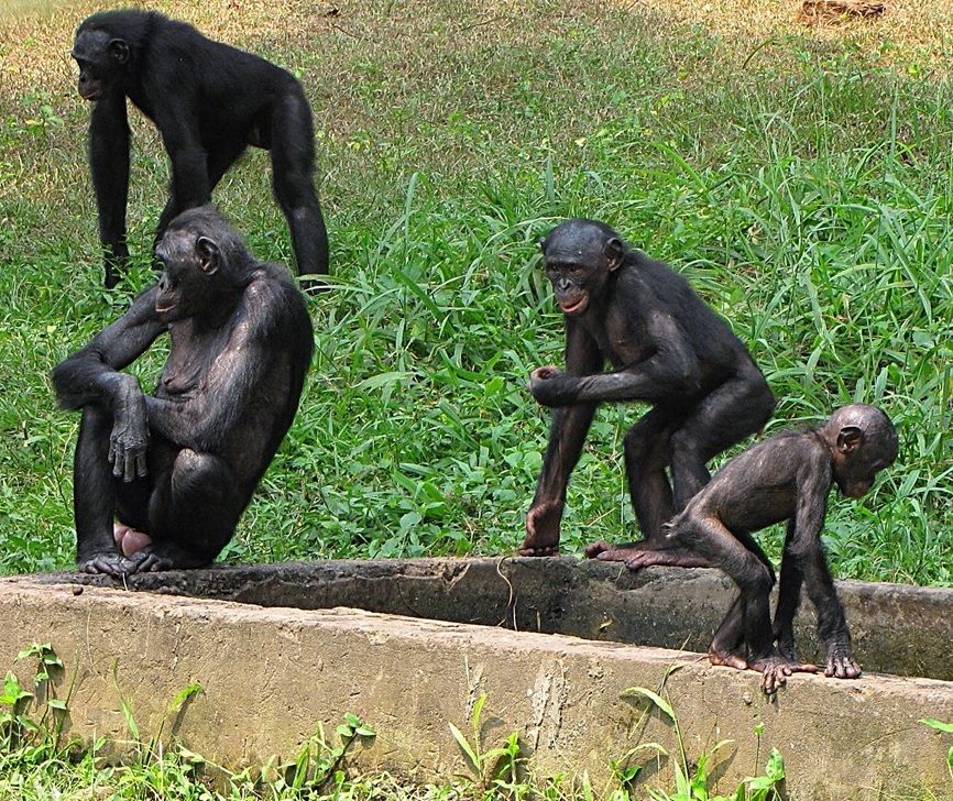 Waarom ontfermt een bonobo-moeder zich over een adoptie-aap?