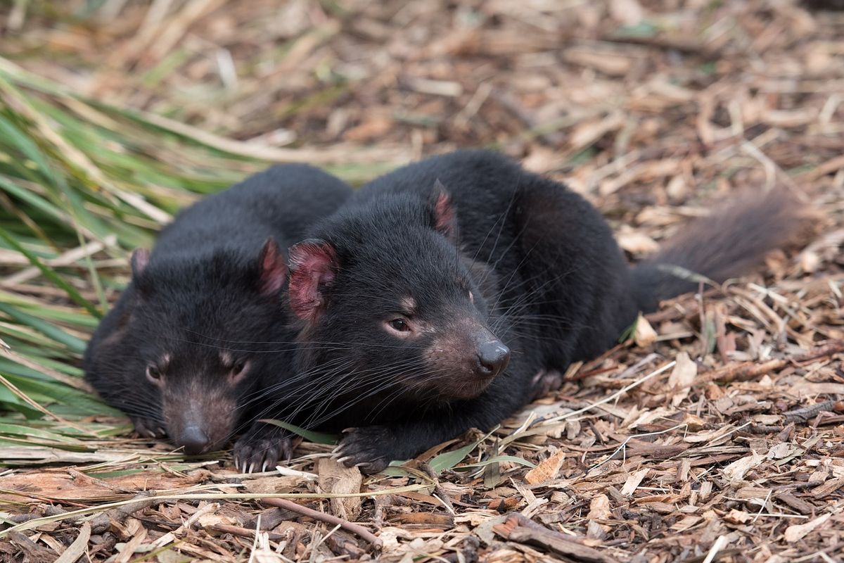 Na 3.000 jaar zijn de eerste Tasmaanse duivels geboren op het vasteland van Australië