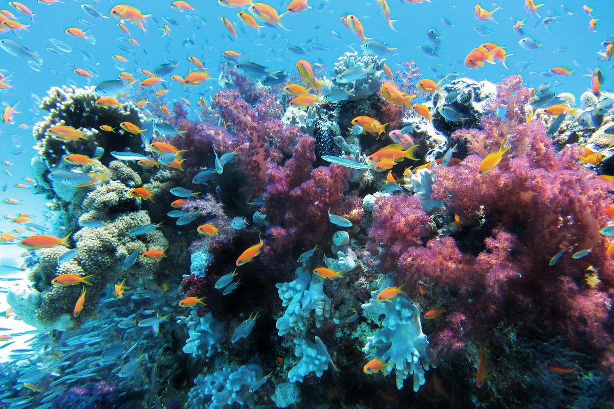 Klimaatbestendige koralen kunnen een reddingslijn vormen voor beschadigde riffen
