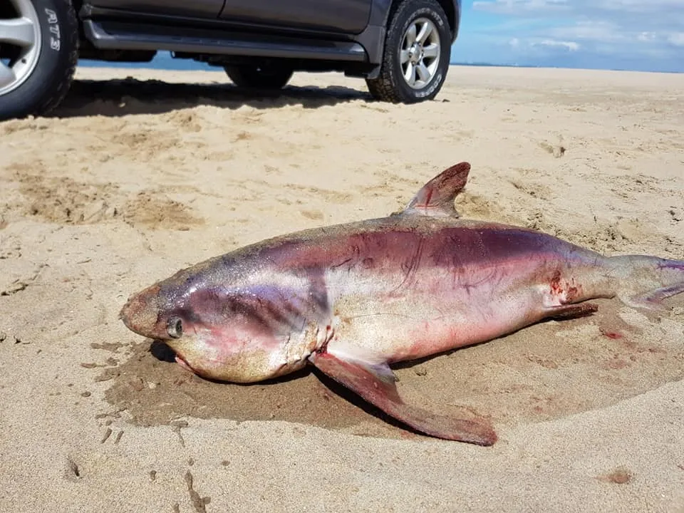 Zeldzame babyvoshaai aangespoeld op strand Ouddorp