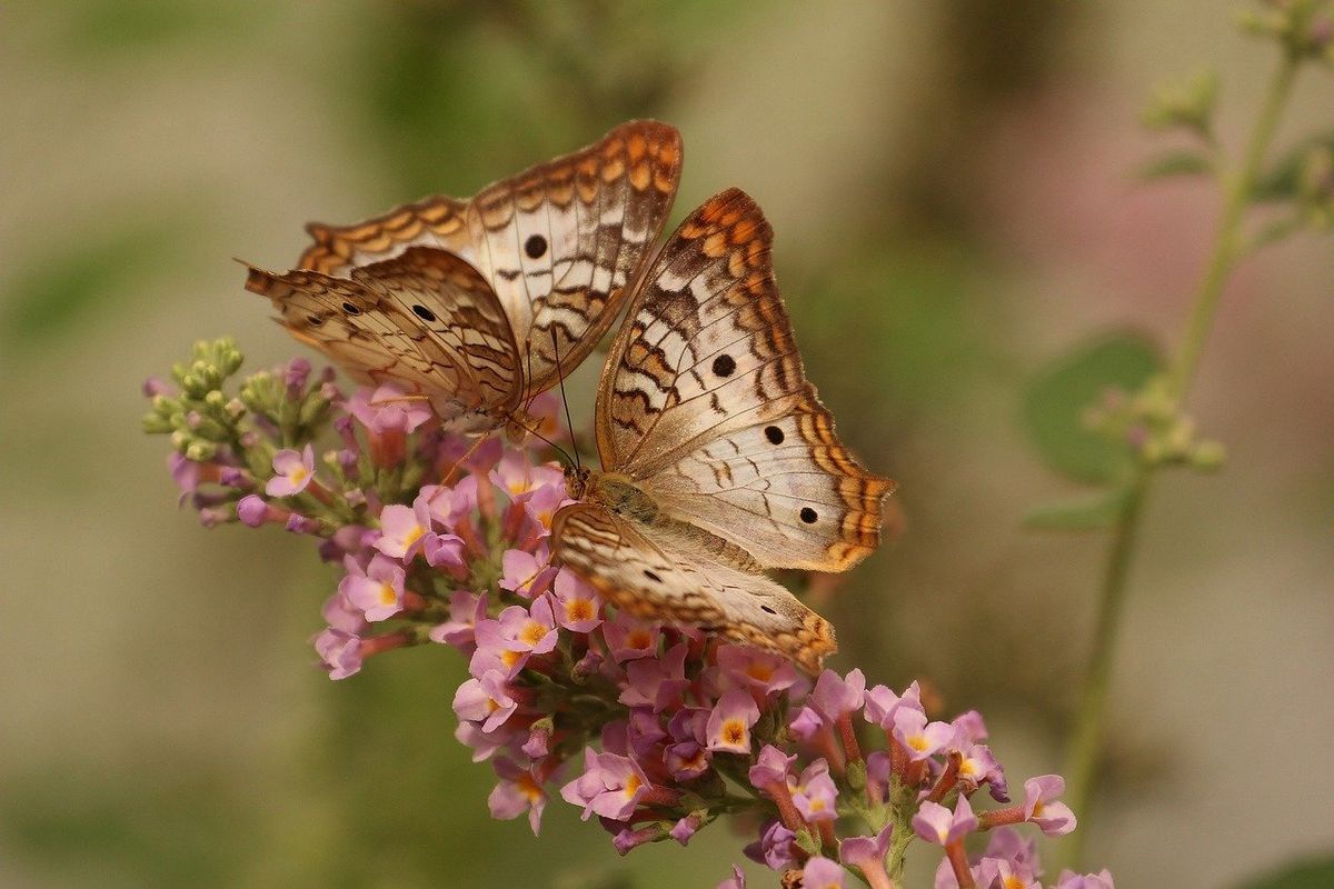 Vlinders en motten hebben moeite om zich aan te passen aan klimaatverandering