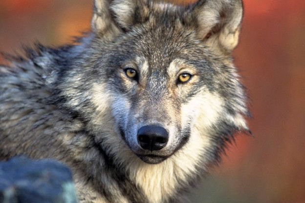 Wolf voor het eerst waargenomen in zuiden Veluwe