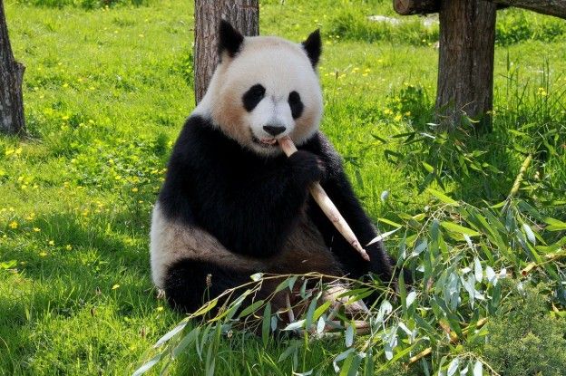 Panda's in Hong Kong paren na tien jaar door lockdown