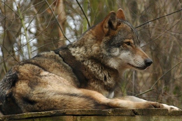 Wolf rukt op, voor het eerst in 100 jaar in Noord-Frankrijk