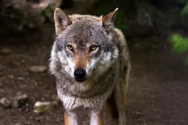 Belgische wolvin heeft welpjes gekregen
