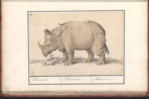 Indische neushoorn gedood om zijn hoorn, angst voor meer doden