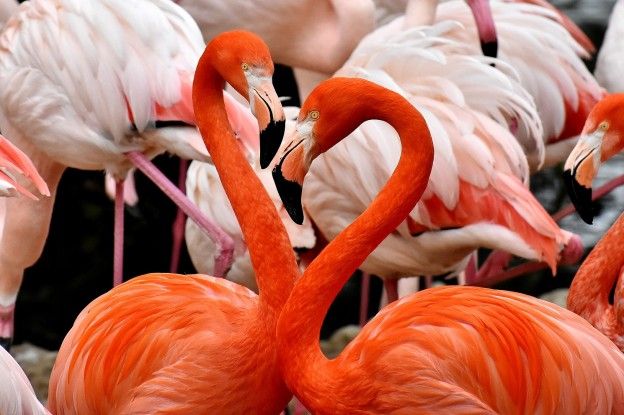 Kleur van flamingo's en mate van agressiviteit verbonden