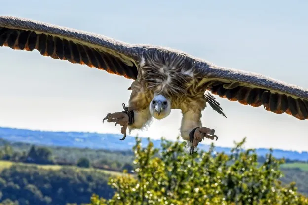 'Koning van de vogels' moet behoed worden van uitsterven