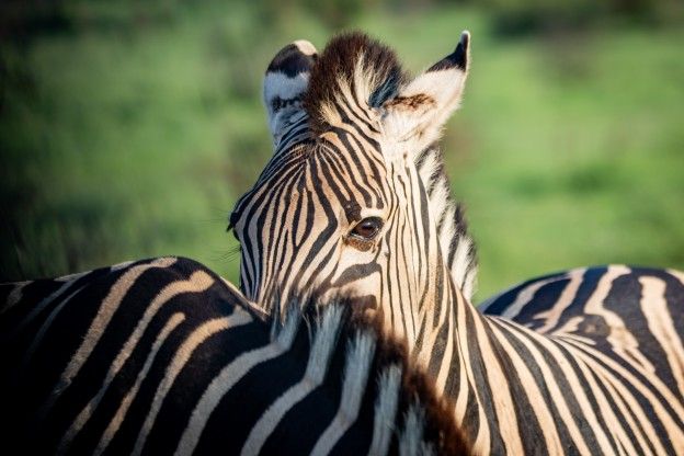 Zebra's gedwongen tijdens leeuwenjacht te grazen