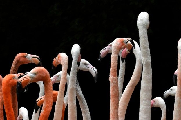 Ruim 7000 flamingo's geboren op Turks eiland