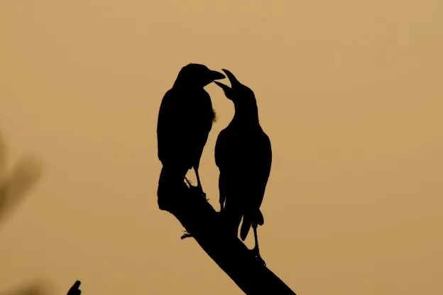 Zeldzame vogels gespot in Gelderland