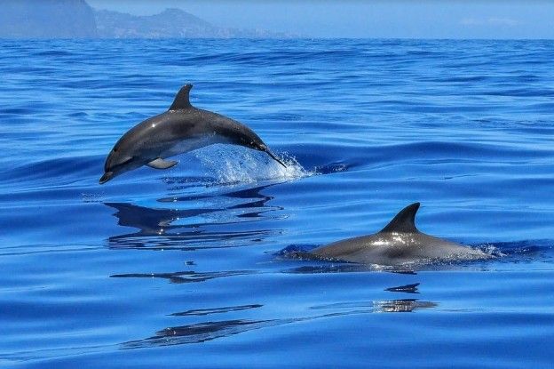 Massa's dolfijnen spoelen aan bij Atlantische kust Frankrijk