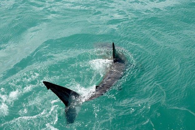 Ranger waarschuwt voor witte haaien bij strand Cape Cod