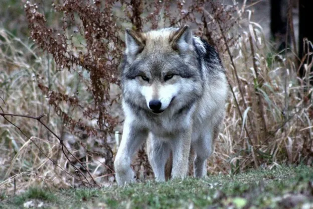 Wolvenroedel in Veluwe uitgebreid, vier welpjes geboren