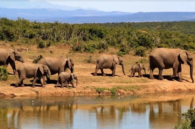 Olifanten gaan massaal dood in Botswana
