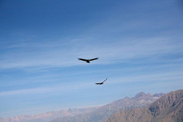 Andescondor vliegt 160 km zonder gebruik van vleugels