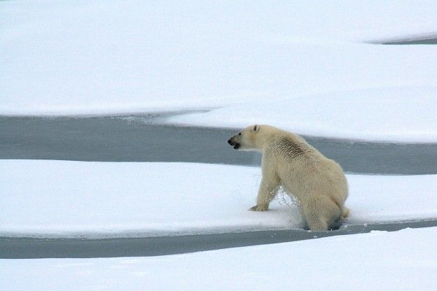 Vrees voor uitsterven van ijsbeer voor het jaar 2100