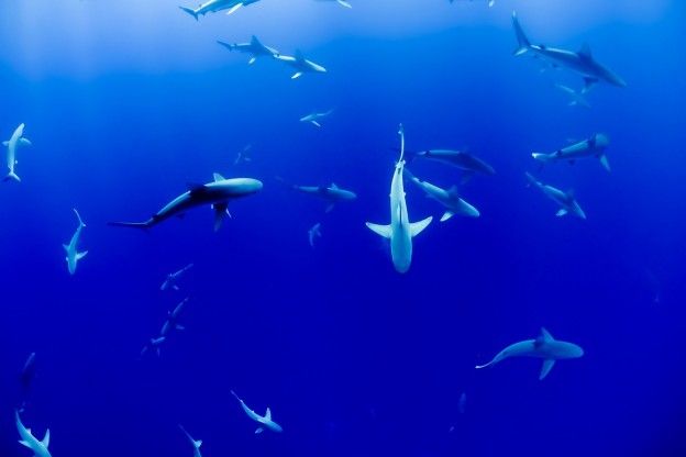 Twintig procent van haaien verdwijnt in riffen