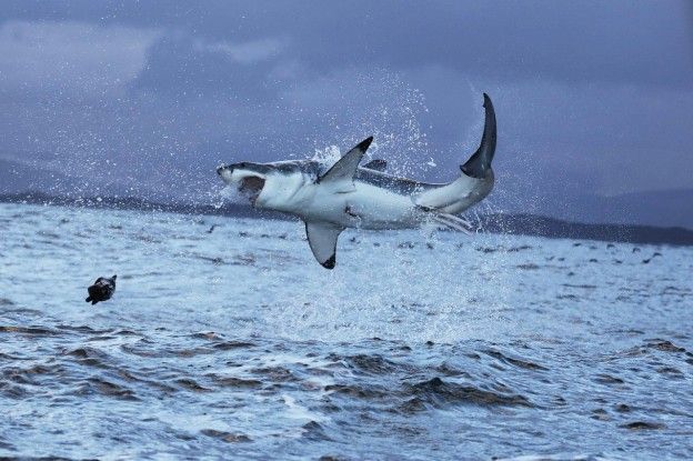 'Herstellen van vispopulatie leidt tot dodelijk haaienslachtoffer (63)'