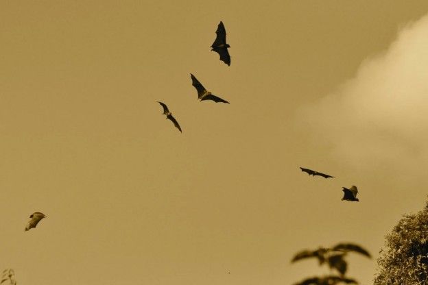 Onderzoek naar kunstlicht: Vlinders bij licht voer voor vleermuizen