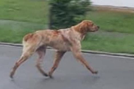 Hond loopt vanuit Zwitserland naar Gelderse Didam