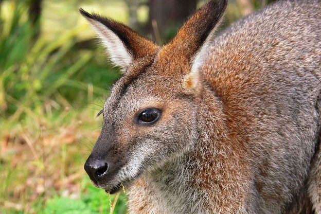 Dierenorganisaties signaleren steeds meer ontsnapte wallaby's in Nederland