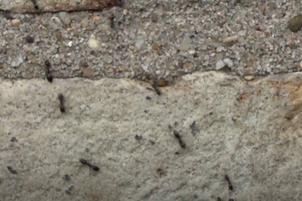 Delen Alphen aan de Rijn geterroriseerd door exotische mier