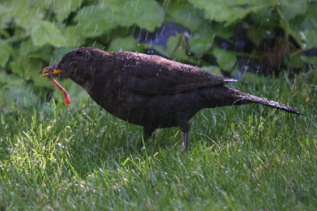 Wormen moeten voor minder droogte in de grond zorgen