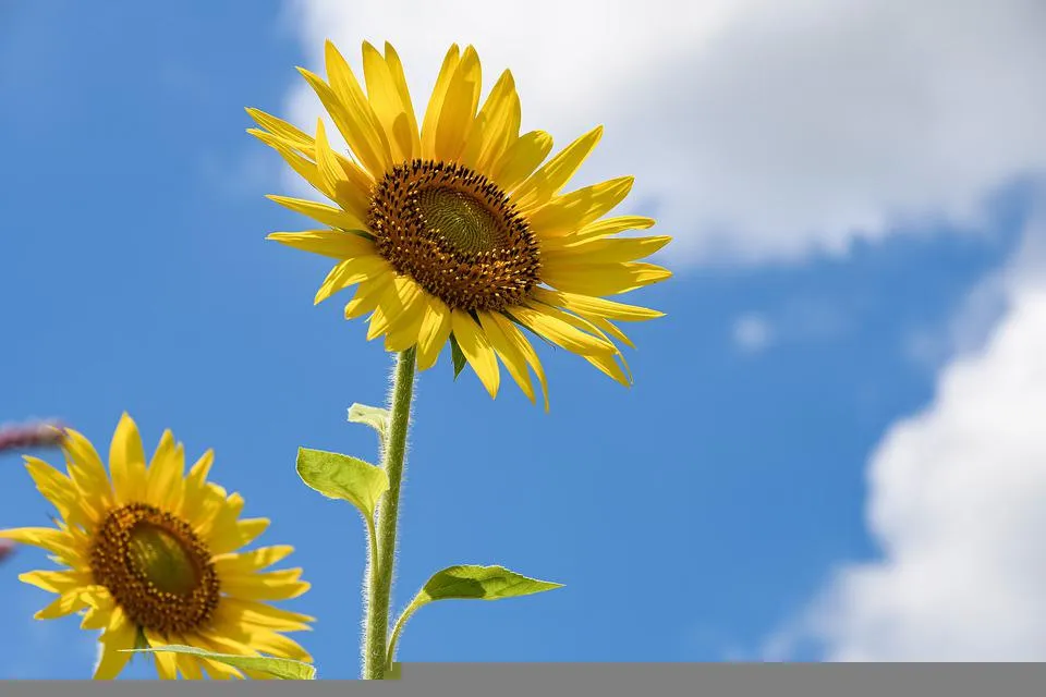 Komende week droog en aangenaam lenteweer