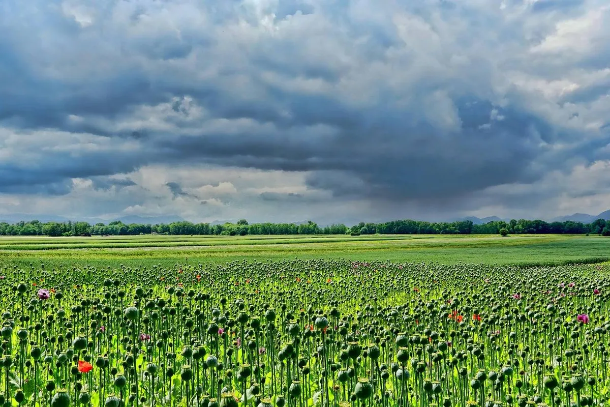 Wisselvallig Hollands zomerweer met zon en buien