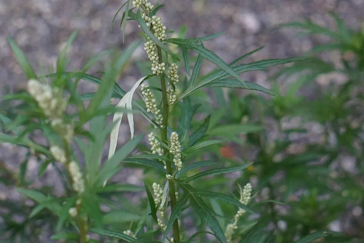 Pollenpiek door bloeiende bijvoet komende weken