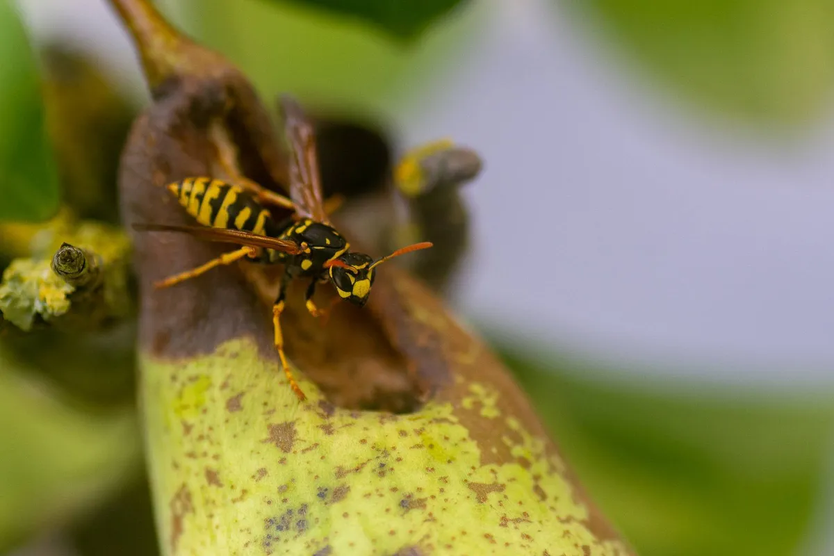 Nationale wespentelling start zaterdag