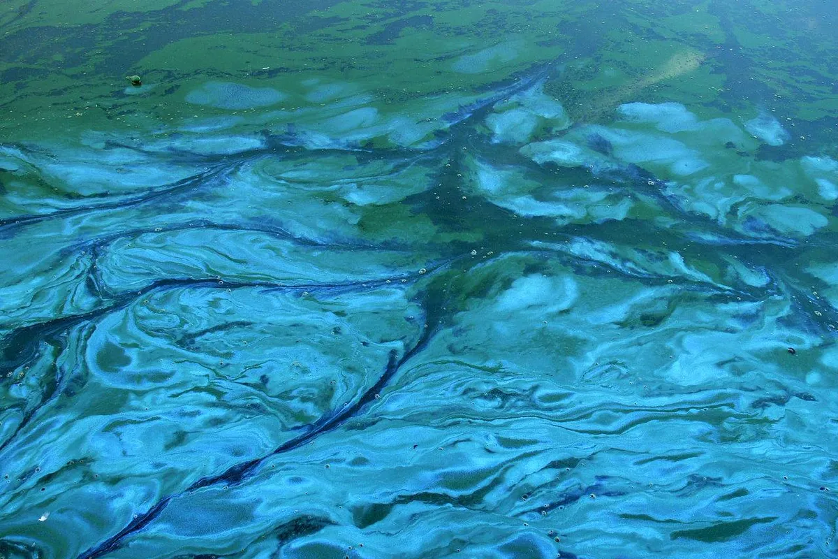 Waarschuwing blauwalg in Speelvijver en Recreatievijver Emmercompascuum en Het Verlaat in Valthermond