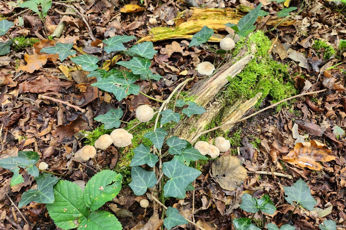 Eerste Nationale Paddenstoelentelling van start