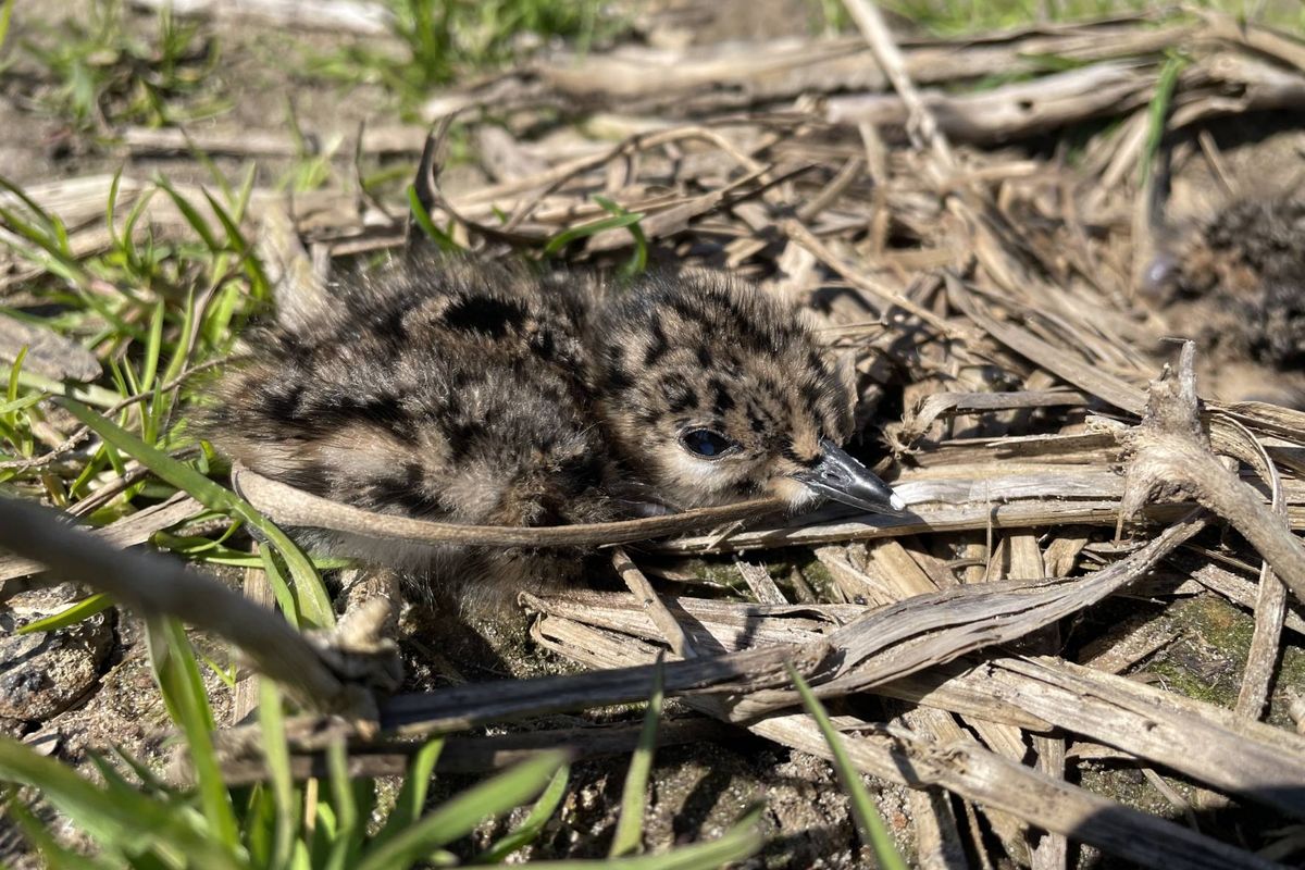 Landschapsbeheer Drenthe zoekt weidevogelvrijwilligers