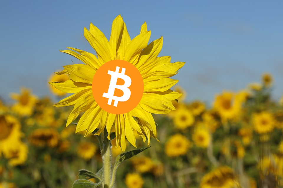 'Bitcoin prijs reageert op verwachte inflatie in Amerika'