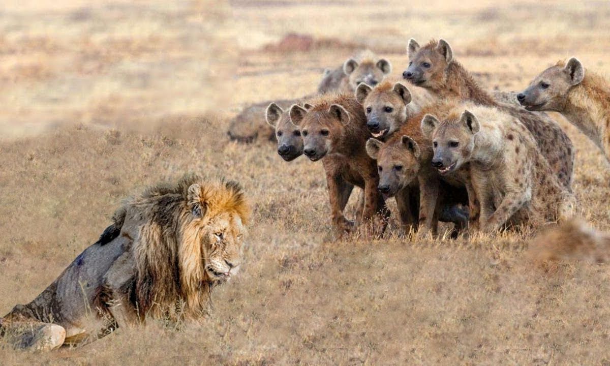 Moeder hyena steelt voedsel van hongerige leeuw, maar deze neemt
