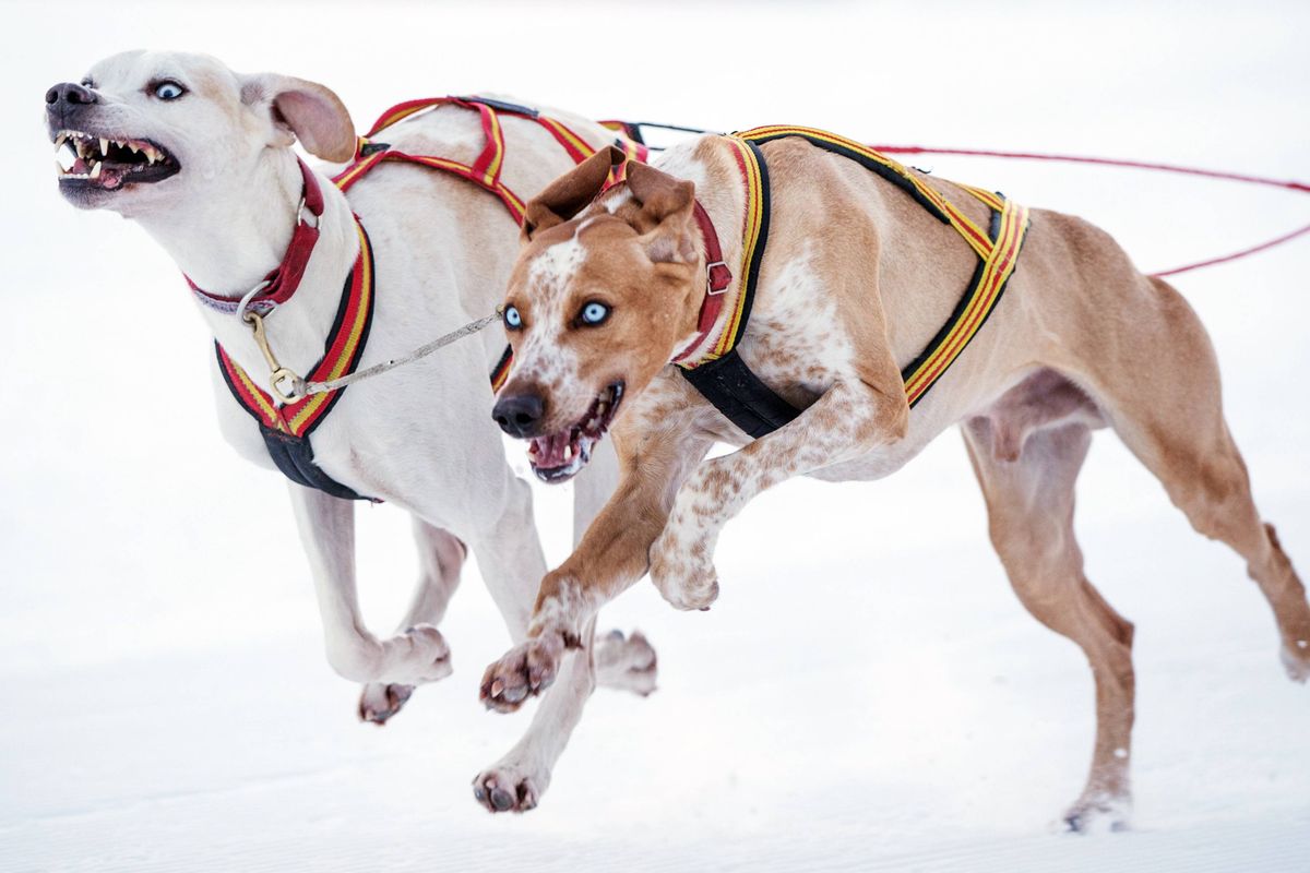 L'OL veut 200 chiens au Groupama Stadium