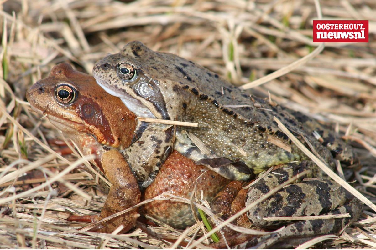 Jaarlijkse paddentrek van start, vrijwilligers blijven nodig