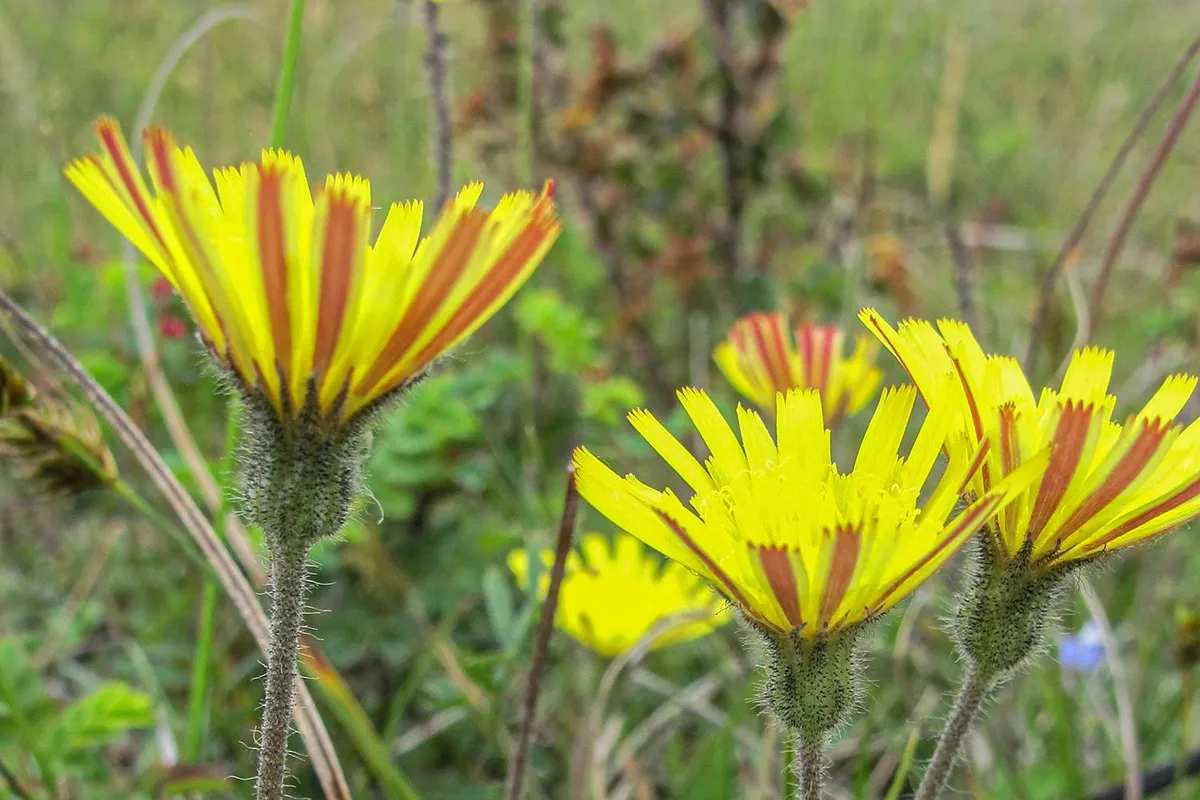 Vandaag in het duin #39: Op zoek naar muizenoor