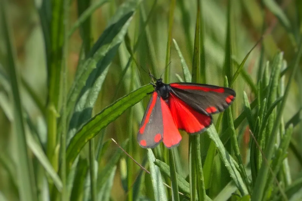 Vandaag in het duin #40: Op zoek naar de zebrarups en de sint-jacobsvlinder