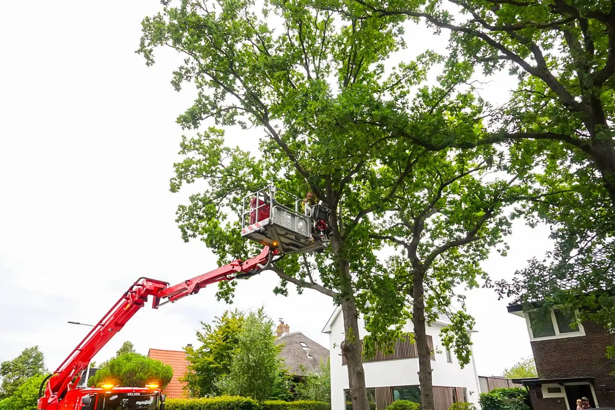 Brandweer verwijdert gevaarlijk hangende tak aan Zeeweg in IJmuiden