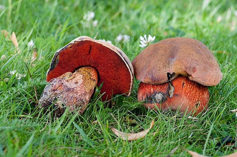 Vandaag in het duin #42: Op zoek naar boleten