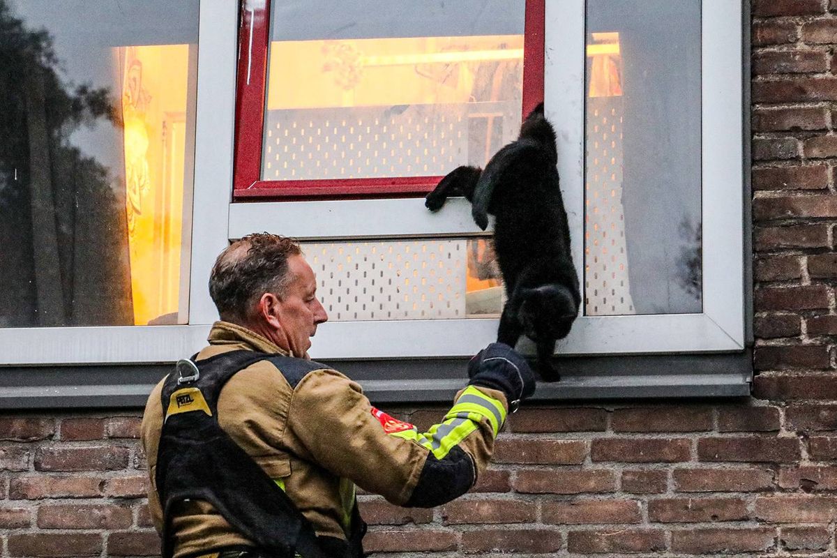 Kat klem in kiepraam, brandweer redt dier uit benarde positie